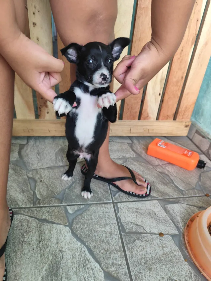 Cachorro ra a SRD-ViraLata idade Abaixo de 2 meses nome Magreggor 