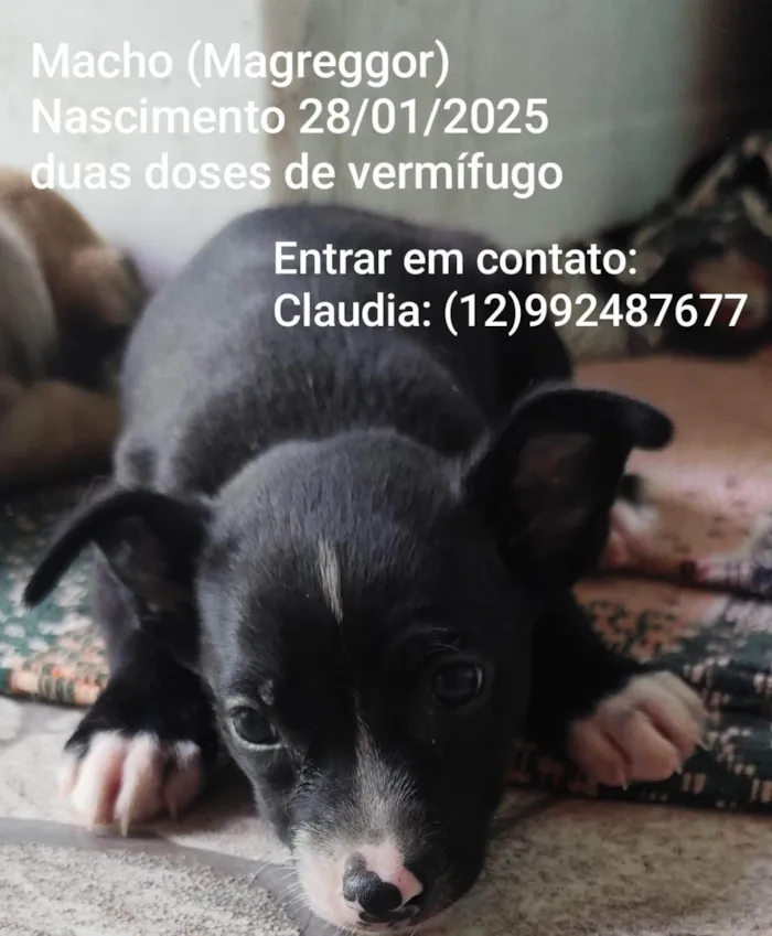 Cachorro ra a SRD-ViraLata idade Abaixo de 2 meses nome Magreggor 