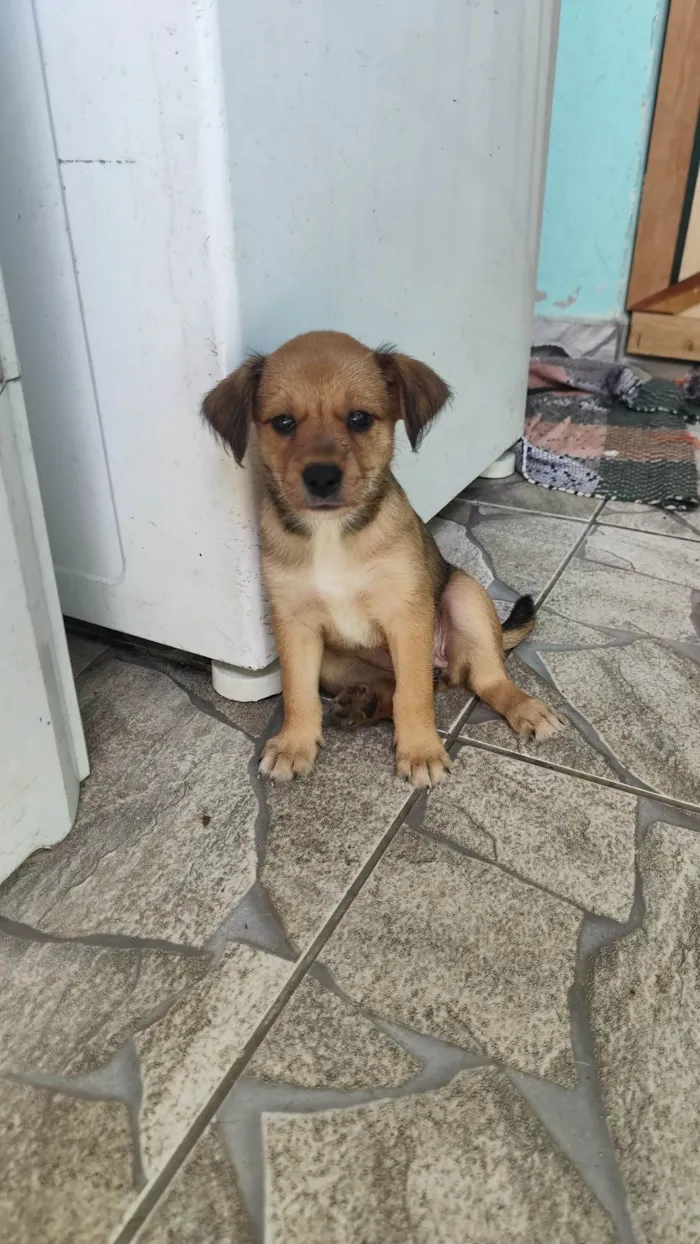 Cachorro ra a SRD-ViraLata idade Abaixo de 2 meses nome Mel