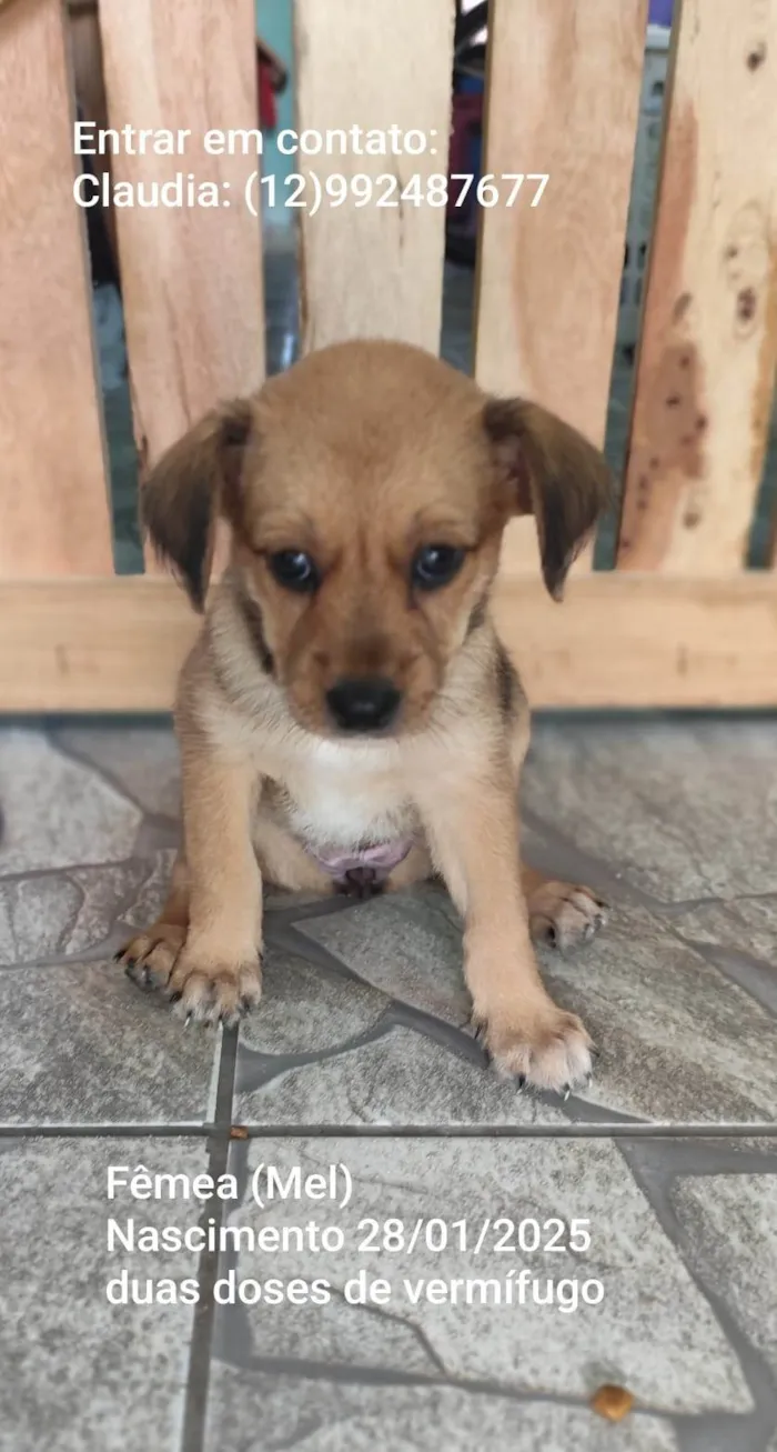 Cachorro ra a SRD-ViraLata idade Abaixo de 2 meses nome Mel