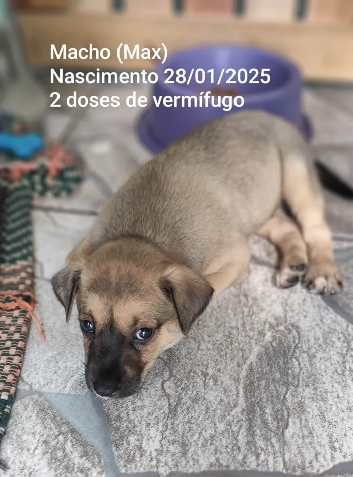 Cachorro ra a SRD-ViraLata idade Abaixo de 2 meses nome Max