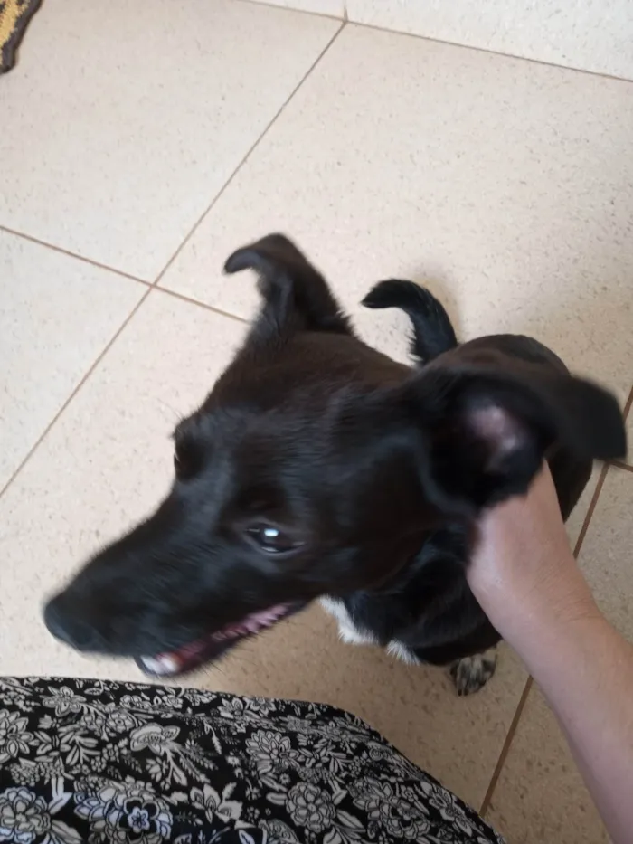 Cachorro ra a SRD-ViraLata idade 7 a 11 meses nome Tiu