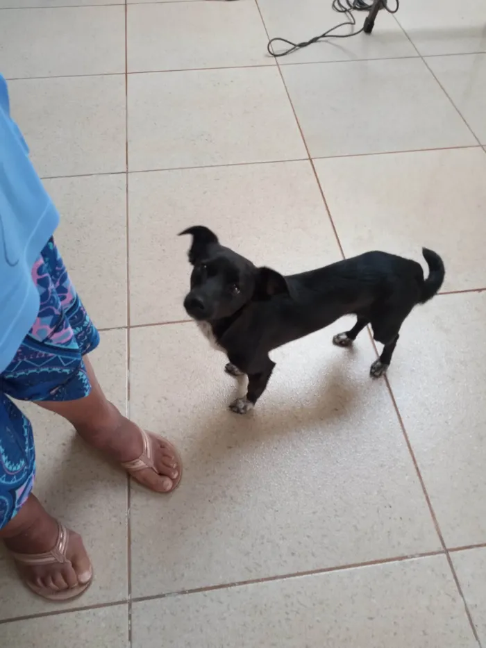 Cachorro ra a SRD-ViraLata idade 7 a 11 meses nome Tiu