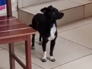 Cachorro raça SRD-ViraLata idade 7 a 11 meses nome Tiu