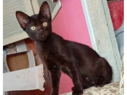 Gato raça Angorá idade 2 a 6 meses nome Talita