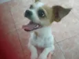Branquinha