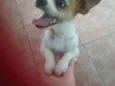Branquinha