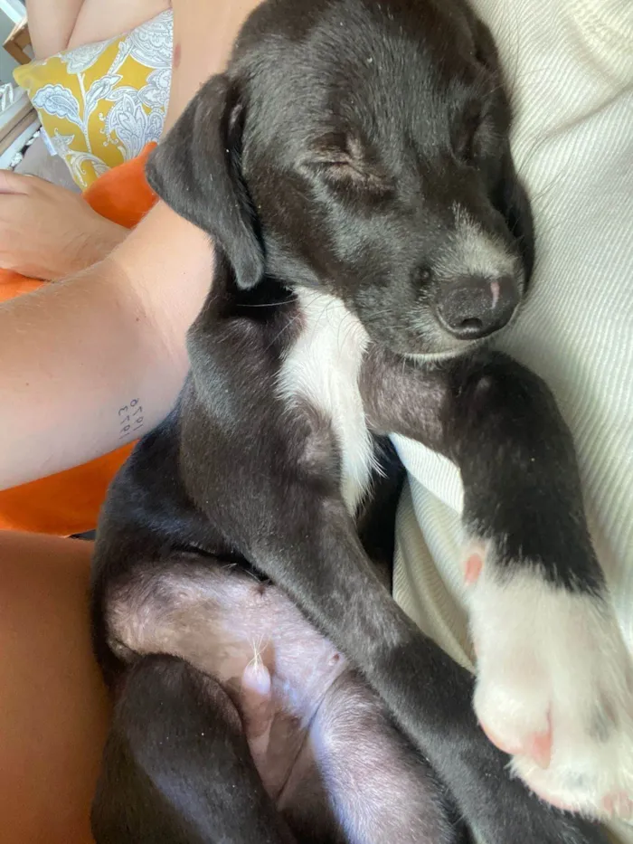 Cachorro ra a SRD-ViraLata idade 2 a 6 meses nome Chico