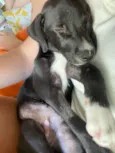 Chico