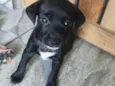 Ayla