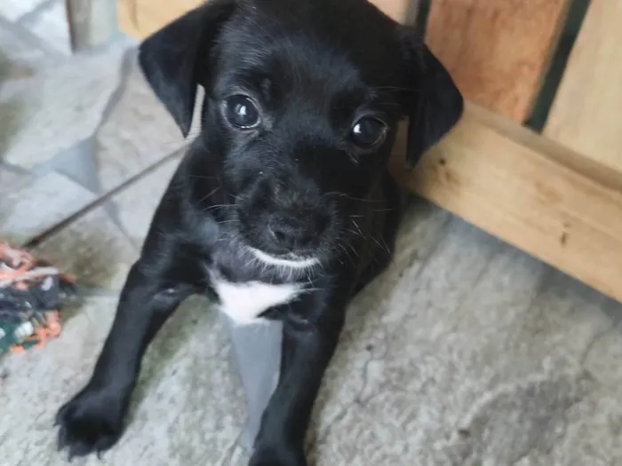 Cachorro ra a SRD-ViraLata idade Abaixo de 2 meses nome Ayla