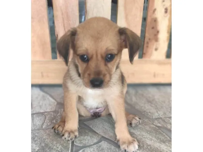 Cachorro ra a SRD-ViraLata idade Abaixo de 2 meses nome Mel