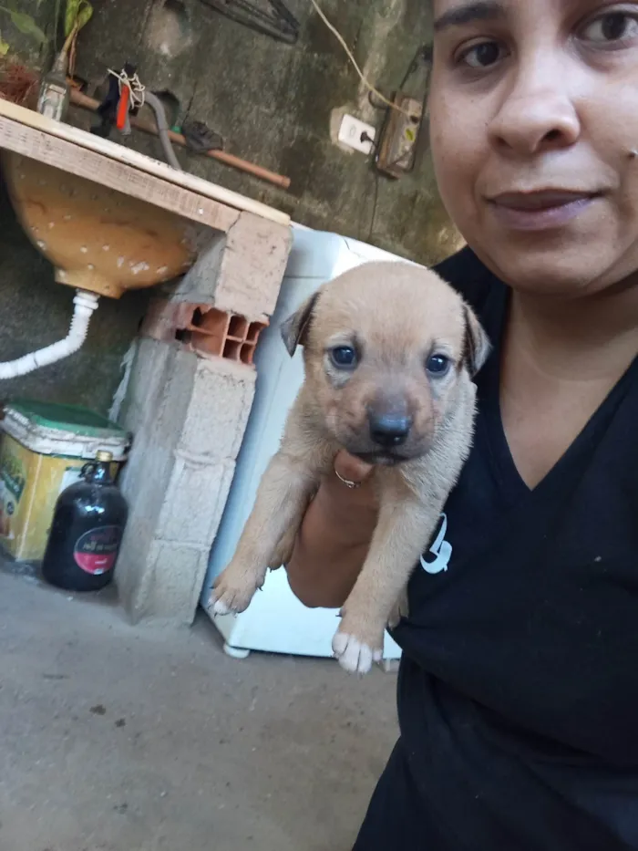 Cachorro ra a SRD-ViraLata idade Abaixo de 2 meses nome Sem nome 