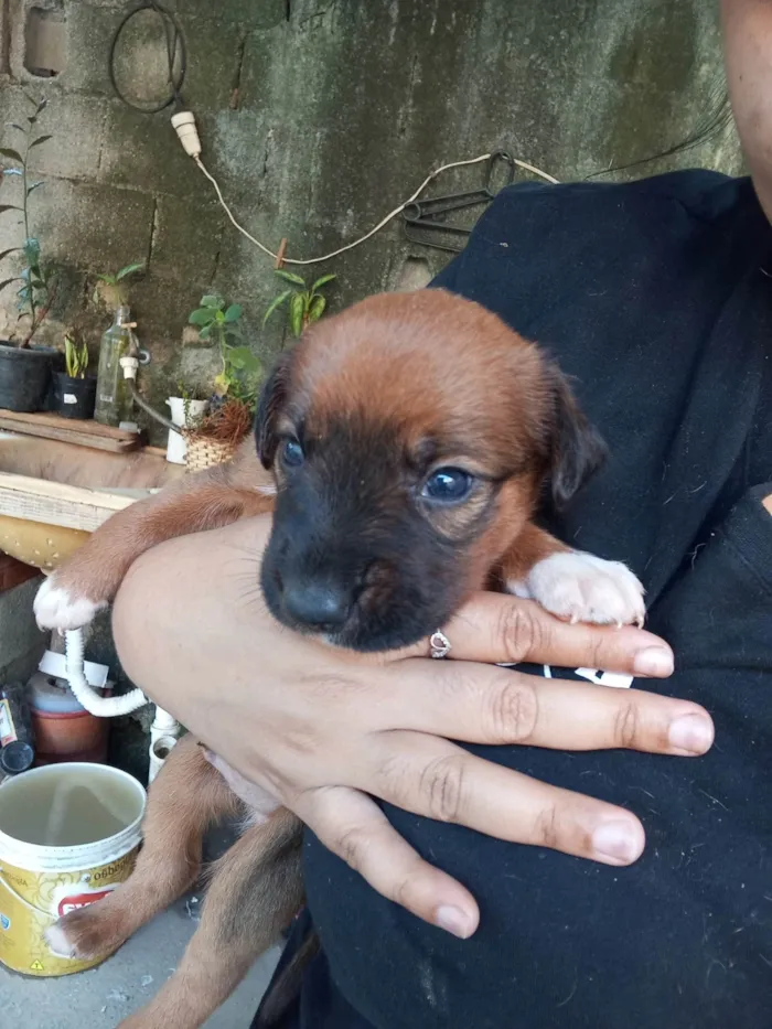 Cachorro ra a SRD-ViraLata idade Abaixo de 2 meses nome Sem nome