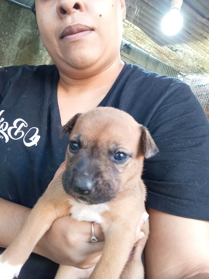 Cachorro ra a SRD-ViraLata idade Abaixo de 2 meses nome Sem nome