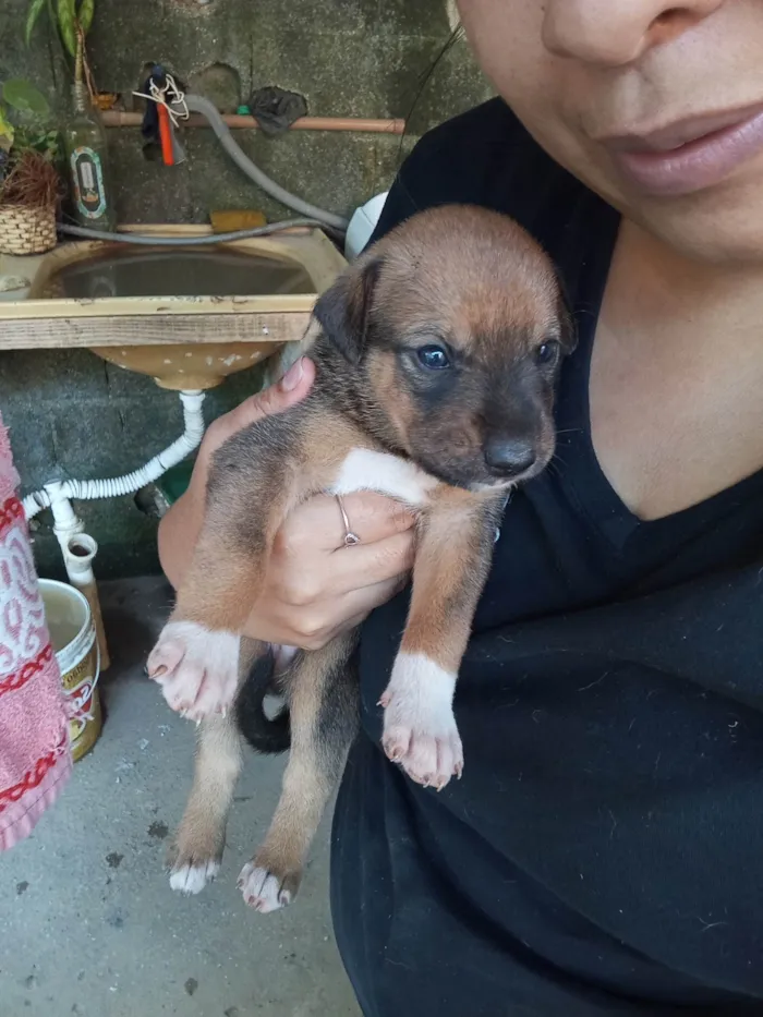 Cachorro ra a SRD-ViraLata idade Abaixo de 2 meses nome Sem nome