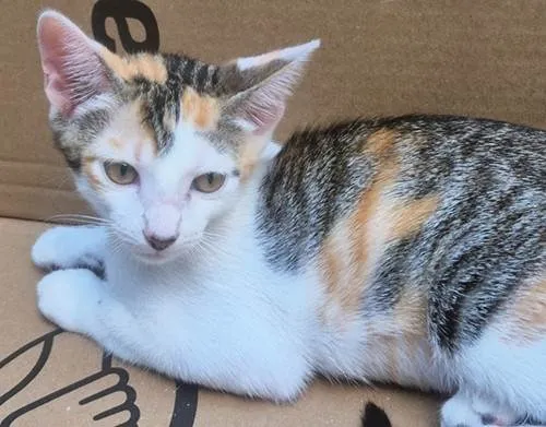 Gato ra a SRD-ViraLata idade 2 a 6 meses nome ANINHA TRICOLOR