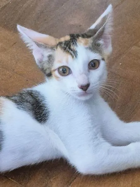 Gato ra a SRD-ViraLata idade 2 a 6 meses nome ANINHA TRICOLOR