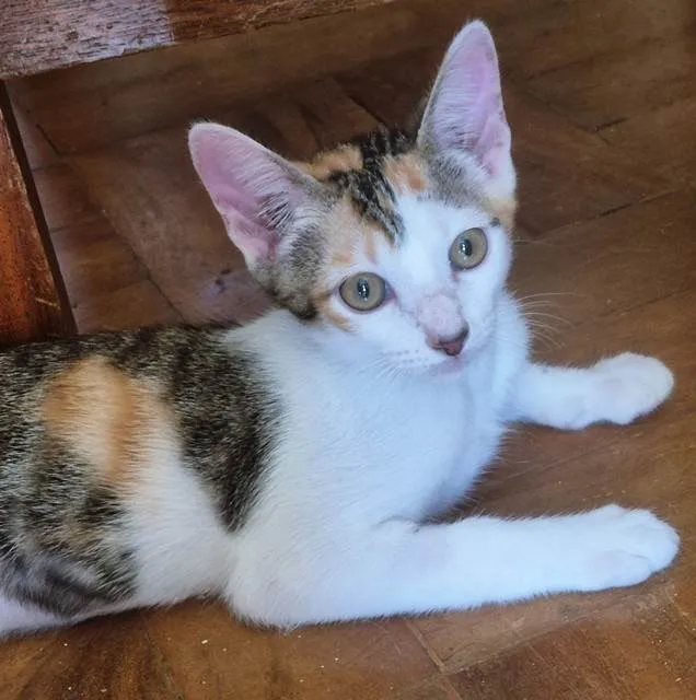 Gato ra a SRD-ViraLata idade 2 a 6 meses nome ANINHA TRICOLOR