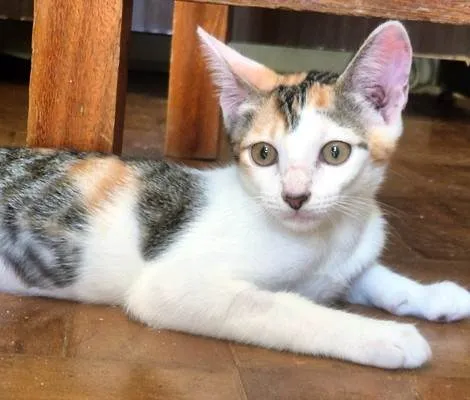 Gato ra a SRD-ViraLata idade 2 a 6 meses nome ANINHA TRICOLOR