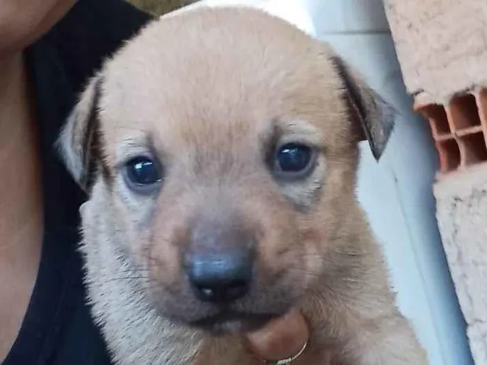 Cachorro ra a SRD-ViraLata idade Abaixo de 2 meses nome Sem nome 