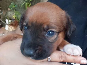 Cachorro raça SRD-ViraLata idade Abaixo de 2 meses nome Sem nome