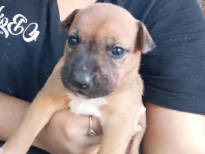 Cachorro raça SRD-ViraLata idade Abaixo de 2 meses nome Sem nome