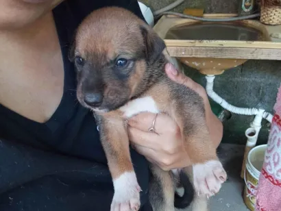 Cachorro raça SRD-ViraLata idade Abaixo de 2 meses nome Sem nome