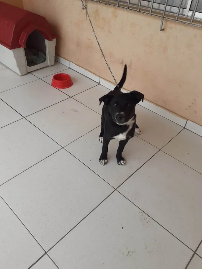 Cachorro ra a SRD-ViraLata idade 7 a 11 meses nome Duque 