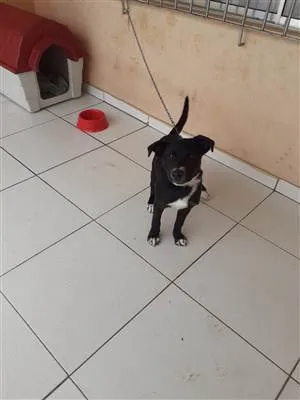 Cachorro raça SRD-ViraLata idade 7 a 11 meses nome Duque 