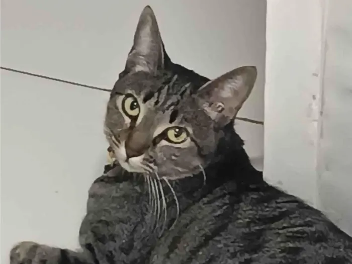 Gato ra a SRD-ViraLata idade 3 anos nome Gábi