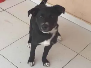 Cachorro raça SRD-ViraLata idade 7 a 11 meses nome Duque 