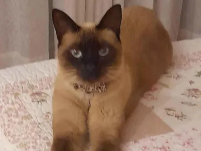 Gato raça Siamês idade 3 anos nome Zaila
