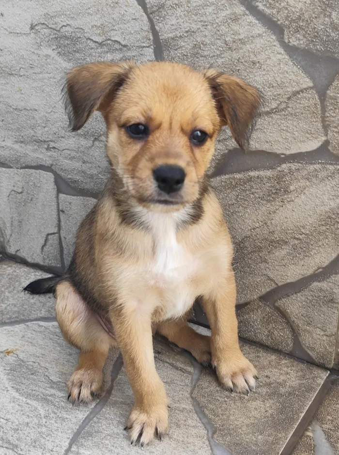 Cachorro ra a SRD-ViraLata idade Abaixo de 2 meses nome Mel