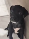 Ayla