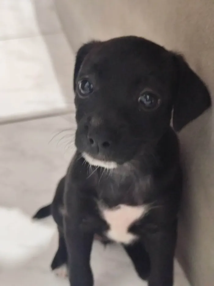 Cachorro ra a SRD-ViraLata idade Abaixo de 2 meses nome Ayla