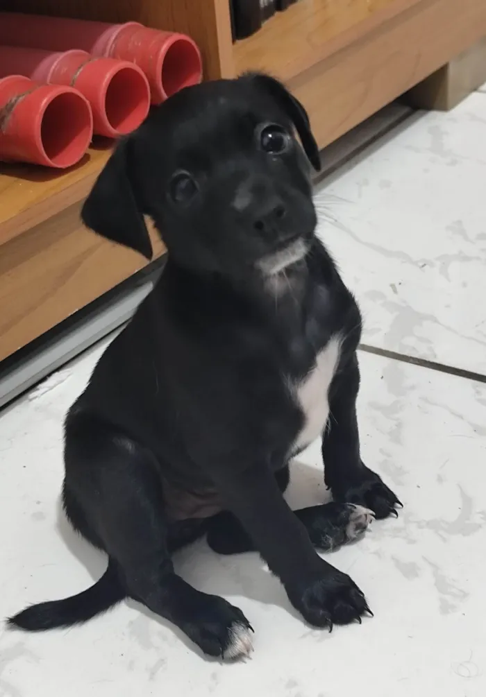Cachorro ra a SRD-ViraLata idade Abaixo de 2 meses nome Ayla