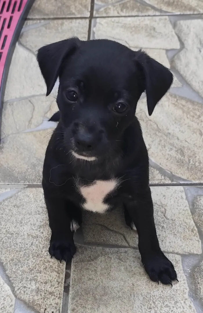 Cachorro ra a SRD-ViraLata idade Abaixo de 2 meses nome Ayla