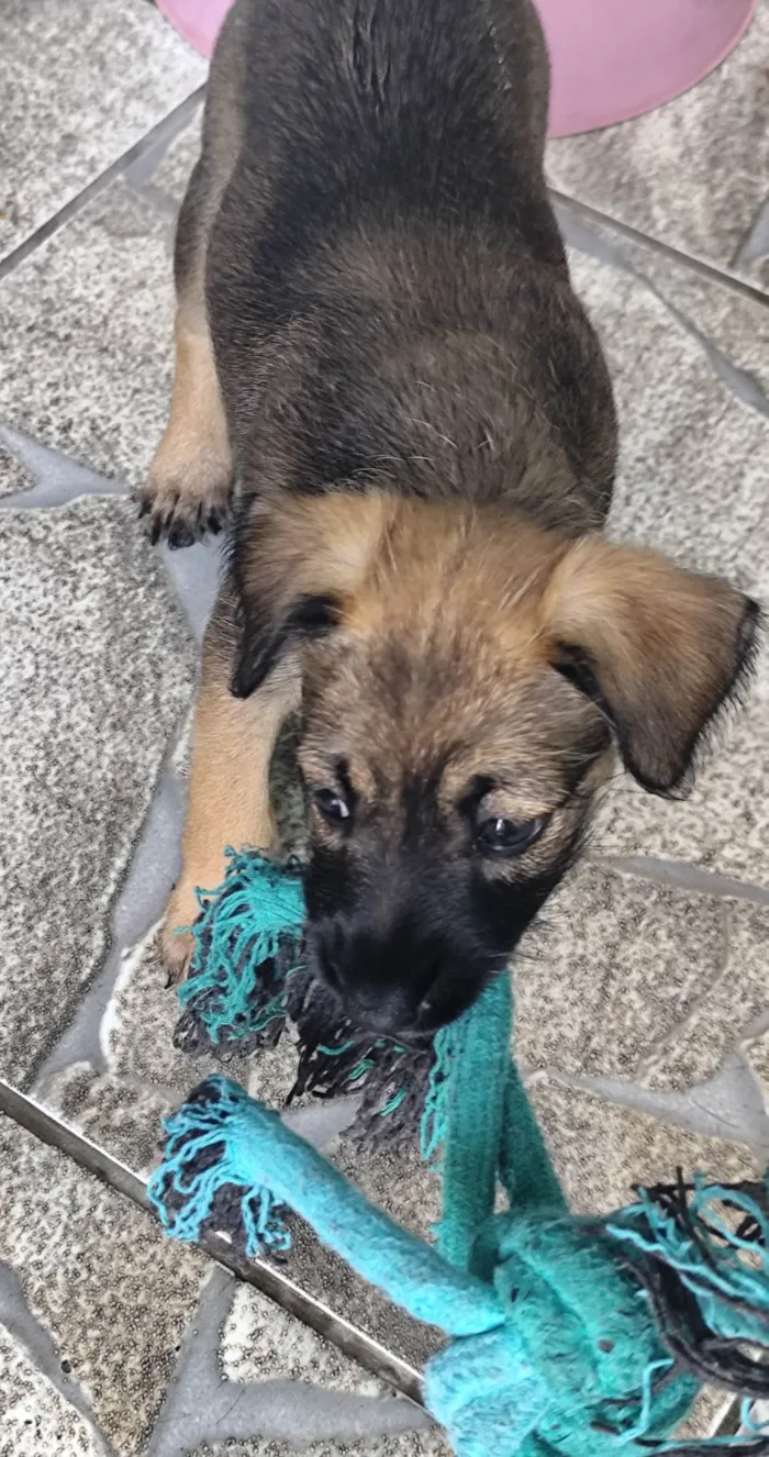 Cachorro ra a SRD-ViraLata idade Abaixo de 2 meses nome Ruby