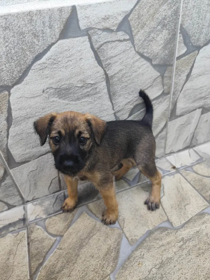 Cachorro ra a SRD-ViraLata idade Abaixo de 2 meses nome Ruby