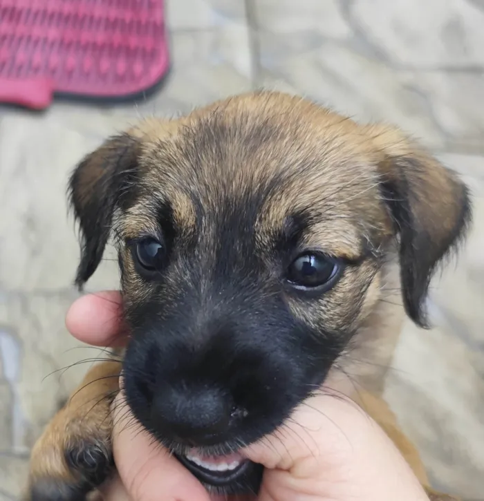 Cachorro ra a SRD-ViraLata idade Abaixo de 2 meses nome Ruby