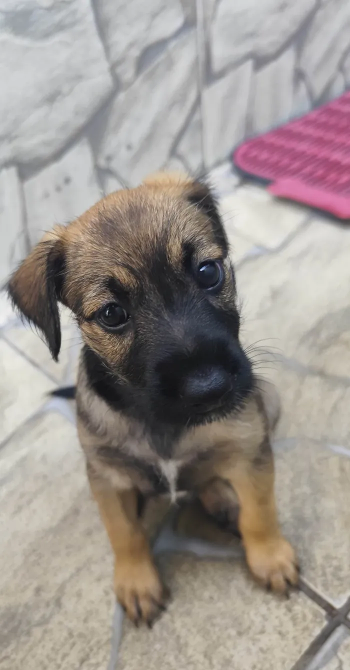 Cachorro ra a SRD-ViraLata idade Abaixo de 2 meses nome Ruby