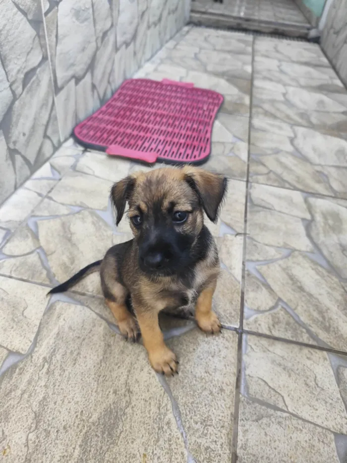 Cachorro ra a SRD-ViraLata idade Abaixo de 2 meses nome Ruby