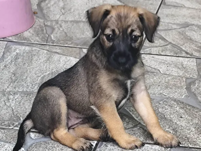 Cachorro ra a SRD-ViraLata idade Abaixo de 2 meses nome Ruby
