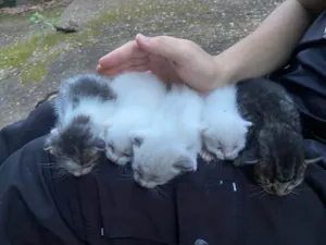 Gato raça SRD-ViraLata idade Abaixo de 2 meses nome 5 gatinhos filhotes para adoção 