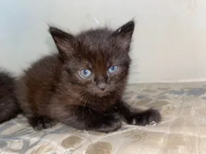 Gato raça SRD-ViraLata idade Abaixo de 2 meses nome Pink 