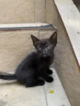 Nala