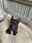 Nala