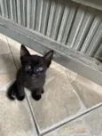 Nala