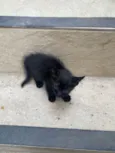 Nala